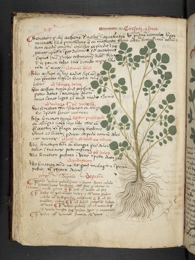 Add MS 41623 f.32v 