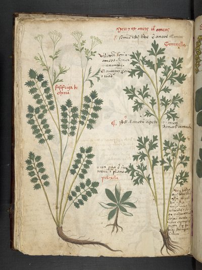 Add MS 41623 f.33v 