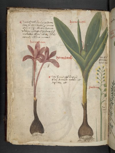 Un herbier, Belluno - Italian School