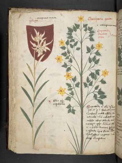 Add MS 41623 f.35v 