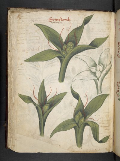 Add MS 41623 f.36v 