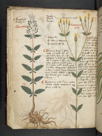 Add MS 41623 f.48v 