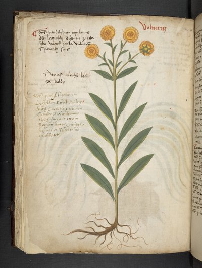 Un herbier, Belluno - Italian School