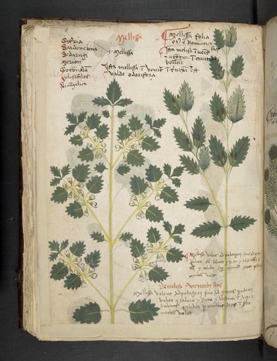 Un herbier, Belluno - Italian School