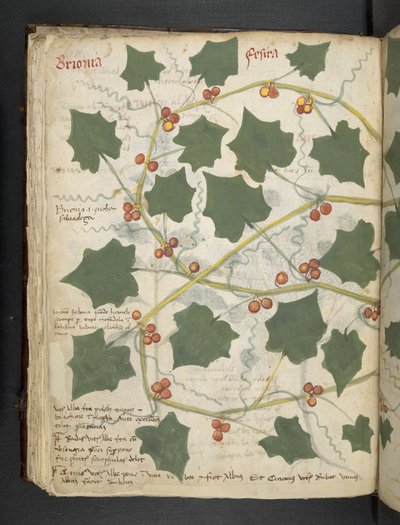 Un herbier, Belluno - Italian School