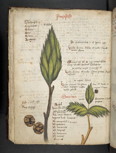 Add MS 41623 f.62v 