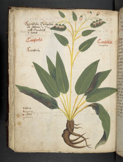 Add MS 41623 f.63v 