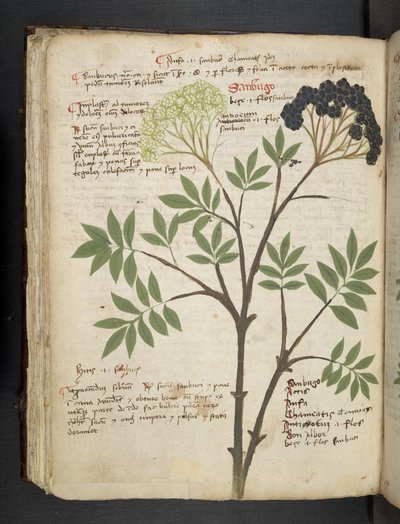 Add MS 41623 f.72v 