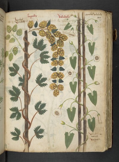 Un herbier, Belluno - Italian School