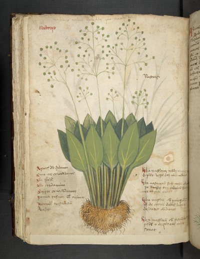 Add MS 41623 f.85v 