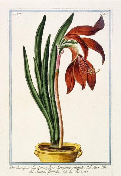 Amaryllis Formosa, 1772-1784 - Italian School