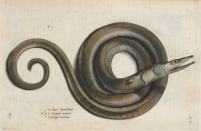Une anguille, illustration de 