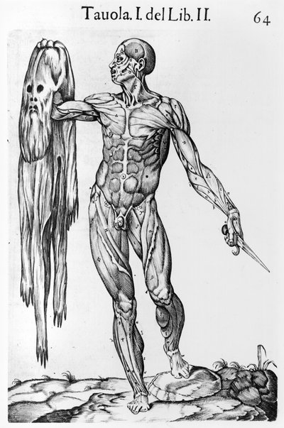 Étude anatomique, planche 64, illustration de Anatomia del corpo humano par Juan de Valverde (c.1525-c.1587) Rome, 1560 - Italian School