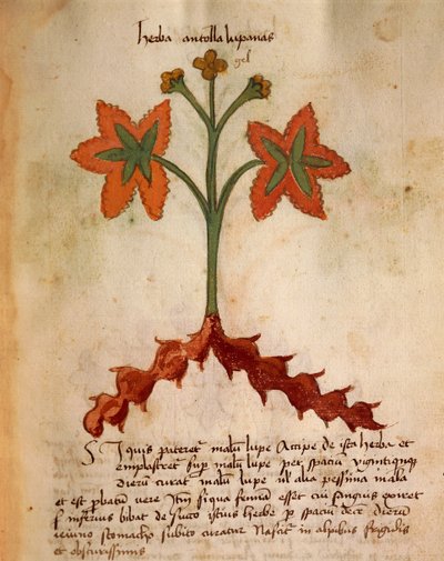 Antollas Lupanas - Italian School