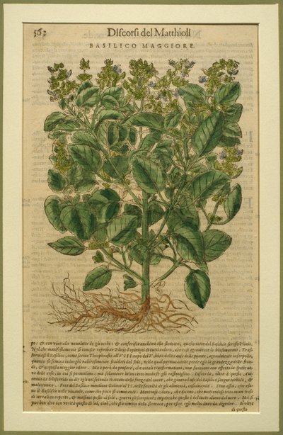 Basilic, une planche botanique du Discorsi par Pietro Andrea Mattioli publiée à Venise, 1570 - Italian School