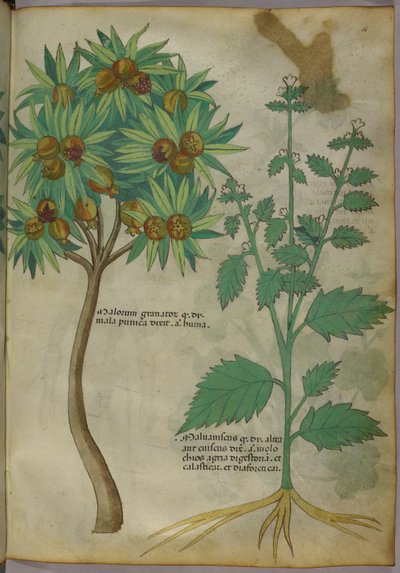 Illustration botanique - Italian School