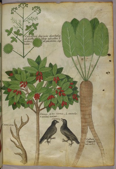Illustration botanique de plantes et d