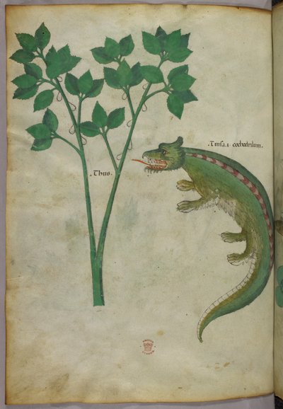Illustration botanique et animalière d