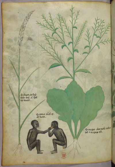 Illustration botanique et animalière d