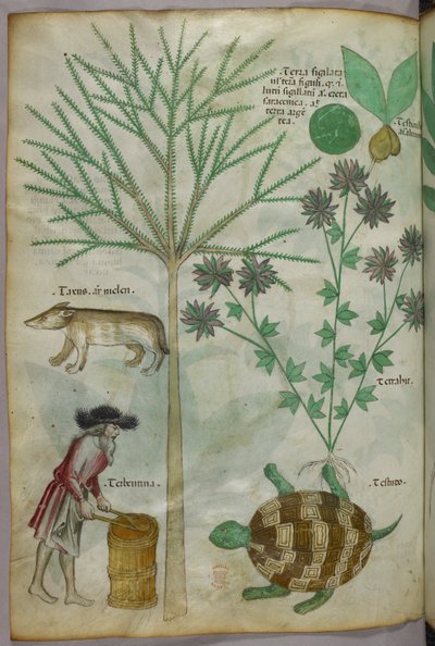 Illustration botanique et animalière de plantes, d