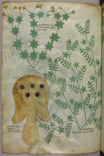 Illustration botanique et animalière de plantes et d