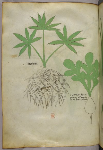 Illustration botanique, vers 1440 (encre et couleur sur vélin) - Italian School