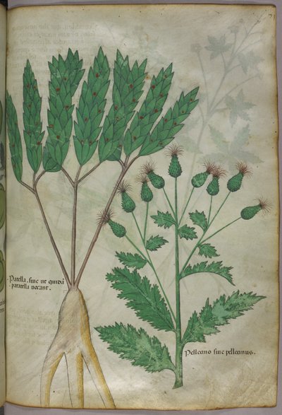 Illustration botanique, vers 1440 (encre et couleur sur vélin) - Italian School