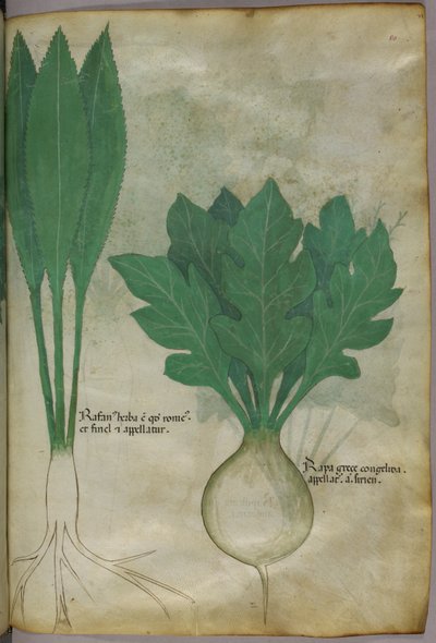 Illustration botanique, vers 1440 (encre et couleur sur vélin) - Italian School
