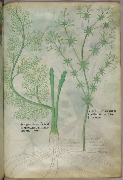 Illustration botanique, vers 1440 (encre et couleur sur vélin) - Italian School