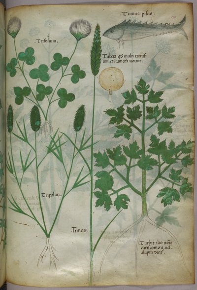 Illustration botanique, vers 1440 (encre et couleur sur vélin) - Italian School