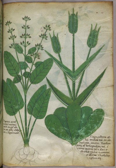 Illustration botanique, vers 1440 (encre et couleur sur vélin) - Italian School