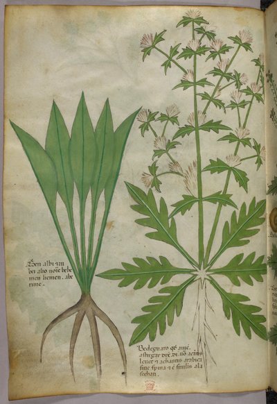 Illustration botanique, vers 1440 (encre et couleur sur vélin) - Italian School
