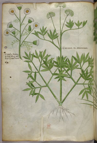 Illustration botanique, vers 1440 (encre et couleur sur vélin) - Italian School