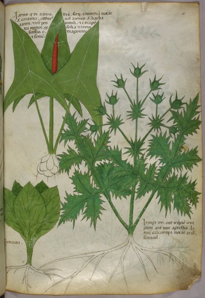 Illustration botanique, vers 1440 (encre et couleur sur vélin) - Italian School