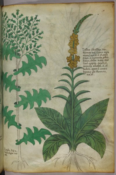 Illustration botanique, vers 1440 (encre et couleur sur vélin) - Italian School