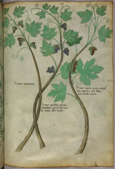 Illustration botanique, vers 1440 (encre et couleur sur vélin) - Italian School