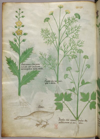 Illustration botanique, vers 1440 (encre et couleur sur vélin) - Italian School