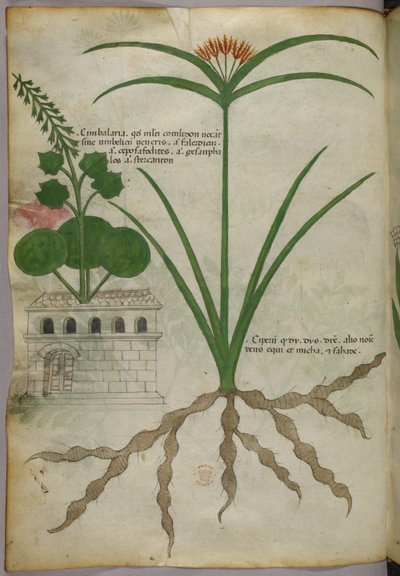 Illustration botanique, vers 1440 (encre et couleur sur vélin) - Italian School