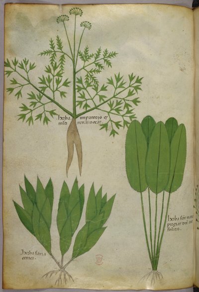Illustration botanique, vers 1440 (encre et couleur sur vélin) - Italian School