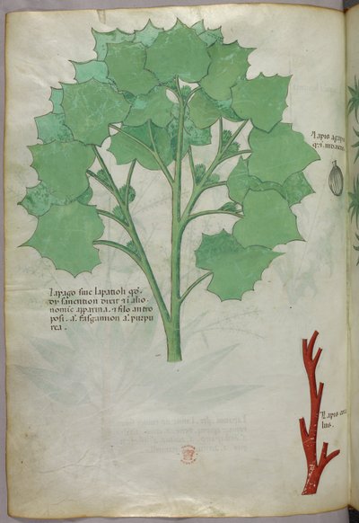 Illustration botanique, vers 1440 (encre et couleur sur vélin) - Italian School