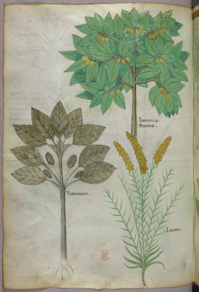 Illustration botanique, vers 1440 (encre et couleur sur vélin) - Italian School
