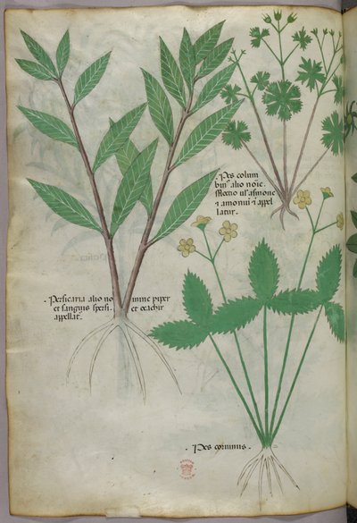 Illustration botanique, vers 1440 (encre et couleur sur vélin) - Italian School