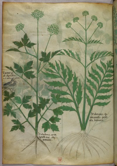 Illustration botanique, vers 1440 (encre et couleur sur vélin) - Italian School