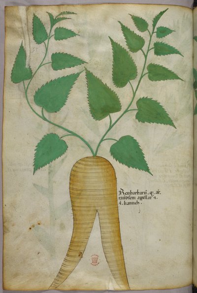 Illustration botanique, vers 1440 (encre et couleur sur vélin) - Italian School