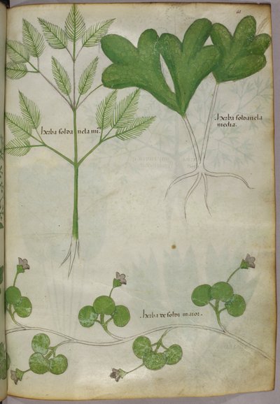 Illustration botanique, vers 1440 (encre et couleur sur vélin) - Italian School
