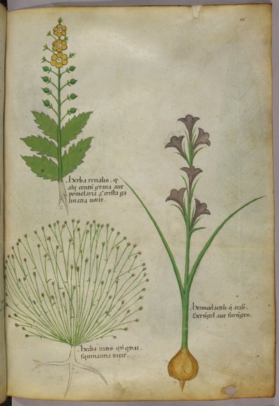 Illustration botanique, vers 1440 (encre et couleur sur vélin) - Italian School