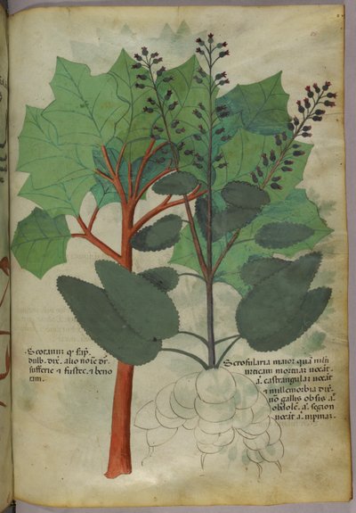Illustration botanique, vers 1440 (encre et couleur sur vélin) - Italian School