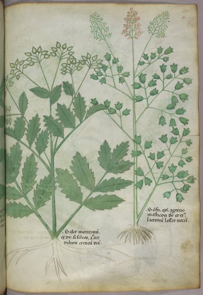 Illustration botanique, vers 1440 (encre et couleur sur vélin) - Italian School