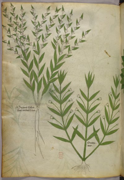 Illustration botanique, vers 1440 (encre et couleur sur vélin) - Italian School