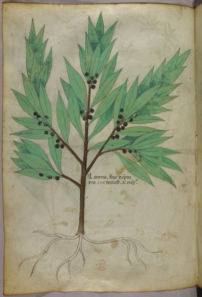 Illustration botanique, vers 1440 (encre et couleur sur vélin) - Italian School